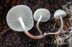 Image result for Gymnosporia buchananii