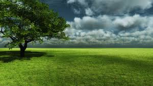 Tips for installing your wallpaper. The Lonely Tree Of Life Wallpaper Dottech