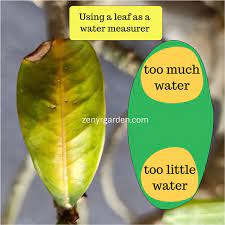 Why Are My Desert Roses Leaves Turning Yellow Desert Rose Desert Rose Plant Yellow Leaves On Roses