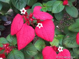 Image result for Mussaenda