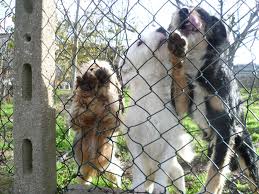 compagni e compagne di strada e di viaggio ex compagni di viaggio (  splinder )