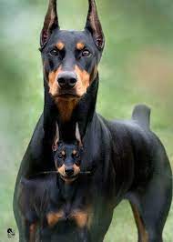 Excellent Pinscher Puppy Info Is Available On Our Site Take A Look And You Will Not Be Sorry You Did Pinsch Doberman Pinscher Dog Dog Breeds Doberman Dogs