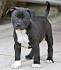 Bull Terrier Puppies for Sale in Virginia - DogsNow