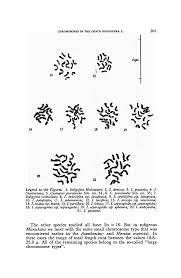 Image result for Indigofera ischnoclada