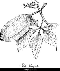 Image result for Telfairia occidentalis