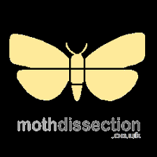 Image result for Photedes morrisii