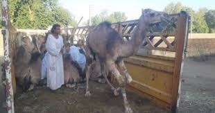 تقوم زين السودان بمشاركة المجتمع الذي تعمل فيه كافة المناسبات والفعاليات من خلال رعاية وتنظيم الفعاليات في المجالات الثقافية والرياضية والطيبة وغيرها. Ø±Ø­Ù„Ø© Ø¬Ù…Ø§Ù„ Ø§Ù„Ø³ÙˆØ¯Ø§Ù† ØªØµÙ„ Ø£Ø³ÙˆØ§Ù† Ø§Ù„ÙƒØ§Ø±Ù†ØªÙŠÙ†Ø§ ØªØ³ØªÙ‚Ø¨Ù„ 3 Ø¢Ù„Ø§Ù Ø¬Ù…Ù„ ÙØ±Ø² Ø§Ù„Ø±Ø³Ø§Ø¦Ù„ ÙˆØªØ³Ù„ÙŠÙ…Ù‡Ø§ Ù„Ù„ÙˆÙƒÙ„Ø§Ø¡ ÙˆØªÙˆØ²ÙŠØ¹Ù‡Ø§ Ø¹Ù„Ù‰ Ø§Ù„Ø£Ø³ÙˆØ§Ù‚ Ø§Ù„Ø£Ø³Ø¹Ø§Ø± Ø¨ÙŠÙ† 5 Ø¢Ù„Ø§Ù Ùˆ32 Ø£Ù„ÙØ§ Ø§Ù„ØªØ¬Ø§Ø± ÙŠØ³ØªØ®Ø¯Ù…ÙˆÙ† Ù„ØºØ© ØªÙÙ‡Ù…Ù‡Ø§ Ø§Ù„Ø¬Ù…Ø§Ù„ ÙˆÙŠØ·Ù„Ø¨ÙˆÙ† ØªØ³Ù‡ÙŠÙ„Ø§Øª ÙÙ‰ Ø§Ù„ÙƒØ§Ø±ØªØ© ØµÙˆØ±
