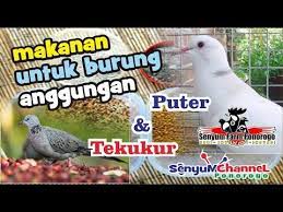 Dengan rutin mengkonsumsi jamu tersebut, akan menjadikan burung perkutut menjadi rajin bunyi atau gacor. Makan Favorit Untuk Burung Anggungan Tekukur Dan Puter Youtube