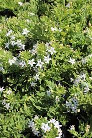 Image result for Hippocratea parvifolia
