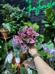 Image result for Hypoestes