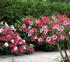 Robertas 3 Pc Top Class Multi Color 2 In 1 Hardy Hibiscus Qvc Com Hardy Hibiscus Backyard Landscaping Hibiscus