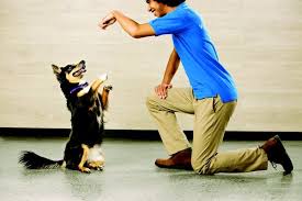 Find an adoption event near you—and find the pet who will steal your heart. Petsmart Updated Covid 19 Hours Services 51 Photos 71 Reviews Pet Training 5415 W Lp S Houston Tx Phone Number Yelp