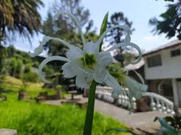 Image result for Ismene narcissiflora