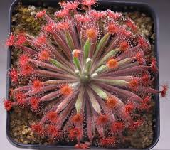 Image result for Drosera affinis