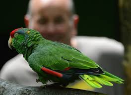 Slipping away: Popular seal trio leaving Miller Park Zoo