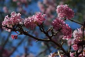 The flowers themselves come in three major types: What Shrubs Should I Plant In My Garden Richard Jackson Garden