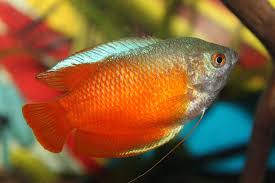 Flame Dwarf Gourami - Aquarium Libraries