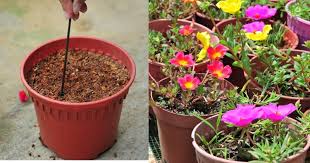 Menanam mawar adalah cara yang menyenangkan dan menyenangkan untuk menambah keindahan kebun anda. Ini Cara Semai Ros Jepun Super Mudah Yang Boleh Hasilkan Bunga Merimbun Impiana