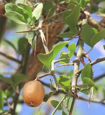 Image result for Balanitaceae