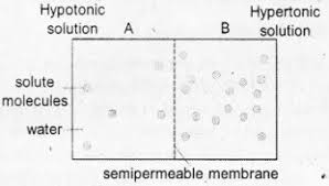 Plus One Botany Notes Chapter 7 Transport In Plants A Plus Topper Https Www Aplustopper Com Plus One Botany Note Botany Organic Nutrients Osmotic Pressure