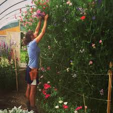 Maybe you would like to learn more about one of these? Creighton Sons Wholesale Florist Home Facebook