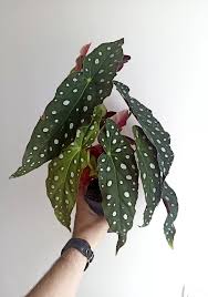 Image result for Orbea maculata