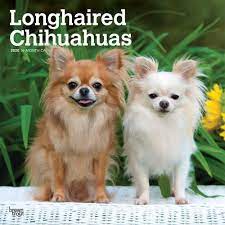 A long hair chihuahua puppy is born with just one coat of fur. Longhaired Chihuahuas Langhaar Chihuahuas 2020 16 Monatskalender Mit Freier Dogdays App Original Browntrout Kalender Mehrsprachig Kalender Wall Kalender Browntrout Publisher Amazon De Bucher