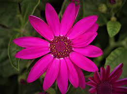 Blume explores the relation between performers and solo instrument. Blume Blumen Pflanze Kostenloses Foto Auf Pixabay
