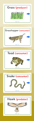 Food Chain Display Posters Food Chain 4th Grade Science Teaching Science