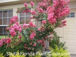 Crape Myrtle Tree Florida Trees Flowering Trees Myrtle Tree
