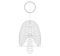 Human figure (aesthetics) and figure drawing. How To Draw A Skeleton Step By Step