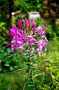 Image result for Cleome bororensis