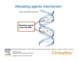 Image result for Alkylating Agent
