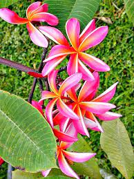 Pin On Frangipani
