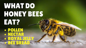 Bees are flying insects, and they belong to the vastest insect order, which also includes ants and wasps.most bees (with the example. Bee Facts For Kids Top 20 Facts About Bees For Kids