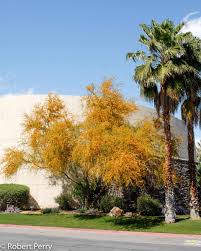 Image result for Acacia farnesiana