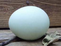 Check spelling or type a new query. Jual Telur Bebek Itik Mentah Di Lapak Bumbu Dapur Dan Bahan Herbal Bukalapak