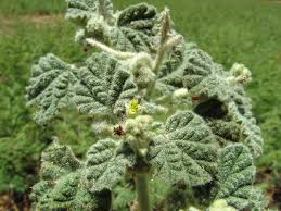 Image result for Chrozophora