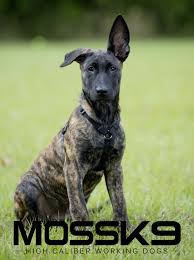 Dutch shepherds are also slightly smaller and stockier. Knpv Dutch Shepherd Belgian Malinois Working Dog Puppy Moss K9 Cute Baby Animal Puppy Belgian Malinois Puppies Malinois Puppies Malinois Puppies For Sale