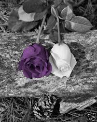 Black And Purple Roses Black And White Background With A Purple Rose And A White Rose Purple Wall Art Purple Roses Color Splash