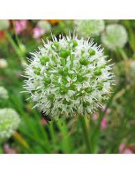 Image result for Alliaceae