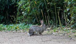 Many rabbit owners provide their animals with salt or trace mineral contrary to popular belief, rabbits do not need salt licks, vitamins, or hard wooden objects to wear dogs naturally need sodium as part of an electrolyte balance, so small amounts. Why Do Rabbits Need Salt Wheels And Which One Born For Pets
