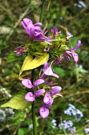 Image result for Dicliptera transvaalensis