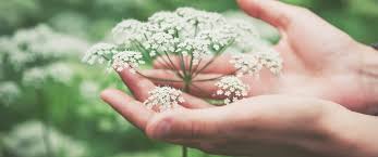 Notre Savoir Faire En Tartines Bio Le Pain Des Fleurs