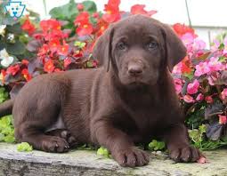 Chocolate Labrador Puppy Labrador Retriever Puppies Labrador Retriever Labrador