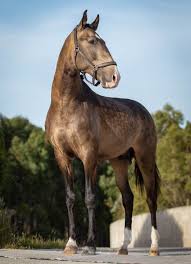 This is a big buttermilk buckskin quarter horse gelding that is well broke and been ranching for a living. Ref 425 Top Quality Young Buckskin Lusitano Lusitano World