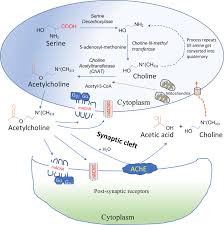 Jiro s aka da dong s version zhong yi ji ban. Frontiers Cholinergic System And Its Therapeutic Importance In Inflammation And Autoimmunity Immunology