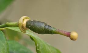 The key to maximizing growth depends on the amount of light available, the amount of area the roots can grow into, and the amount of nutrients and. The Lemon Tree Food And Tools
