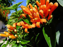 Image result for Pyrostegia