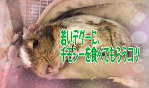 若くて意志が強いデグーに、チモシーを食べてもらうコツと選び方 | デグーとハンドメイドと徒然〈きりんぽるのブログ〉